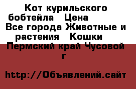 Кот курильского бобтейла › Цена ­ 5 000 - Все города Животные и растения » Кошки   . Пермский край,Чусовой г.